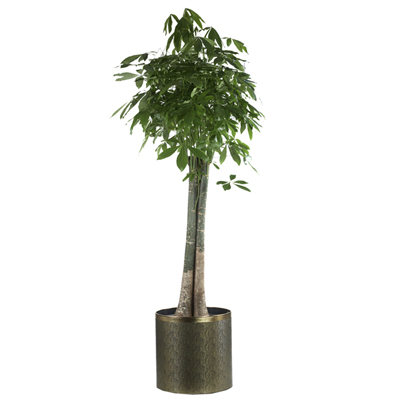 ǰ̹